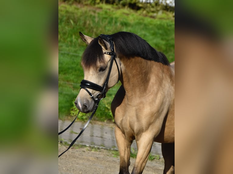 Pony tedesco Giumenta 5 Anni 147 cm Falbo in Fürstenau