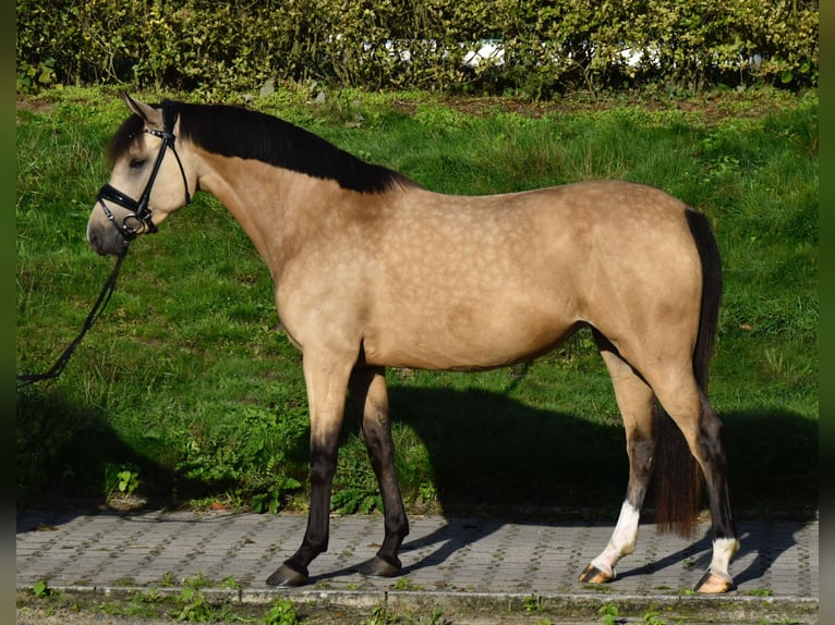 Pony tedesco Giumenta 5 Anni 147 cm Falbo in Fürstenau