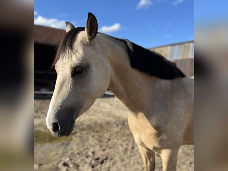 Pony tedesco Giumenta 5 Anni 147 cm Falbo in Meine