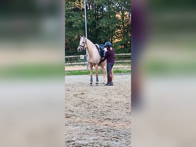 Pony tedesco Giumenta 5 Anni 147 cm Palomino in Linau