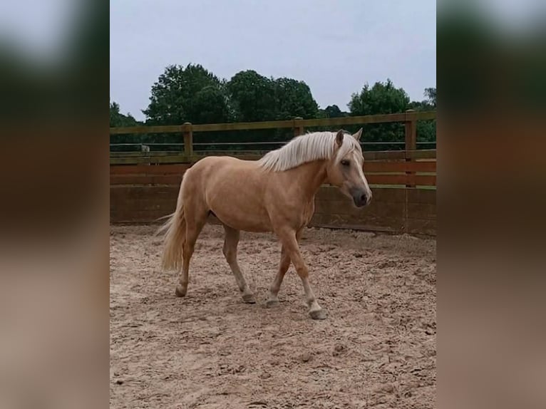 Pony tedesco Giumenta 5 Anni 147 cm Palomino in Linau