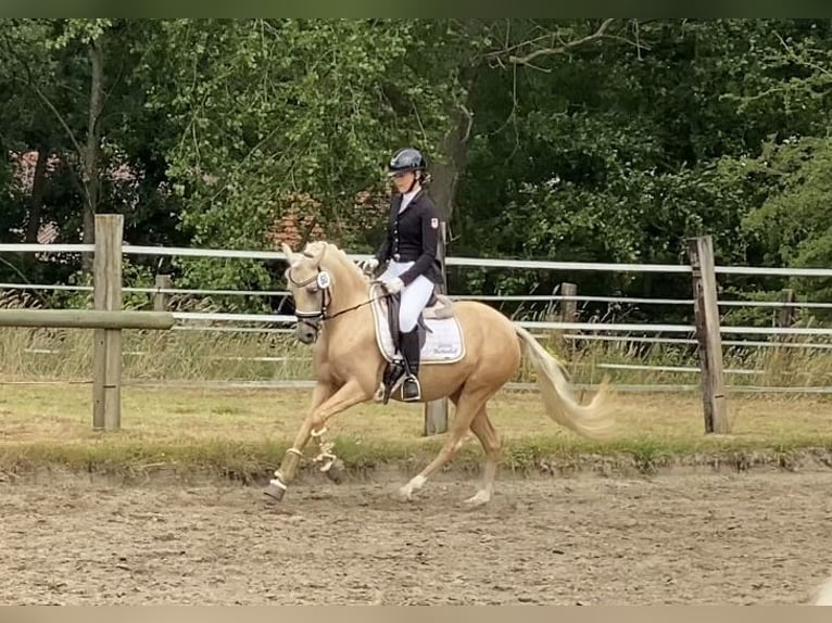 Pony tedesco Giumenta 5 Anni 147 cm Palomino in Achim