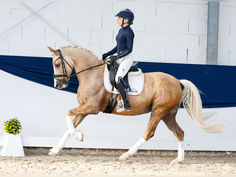 Pony tedesco Giumenta 5 Anni 147 cm Palomino in Marsberg