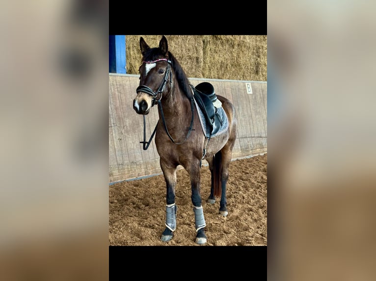 Pony tedesco Giumenta 5 Anni 147 cm Pelle di daino in Bexbach