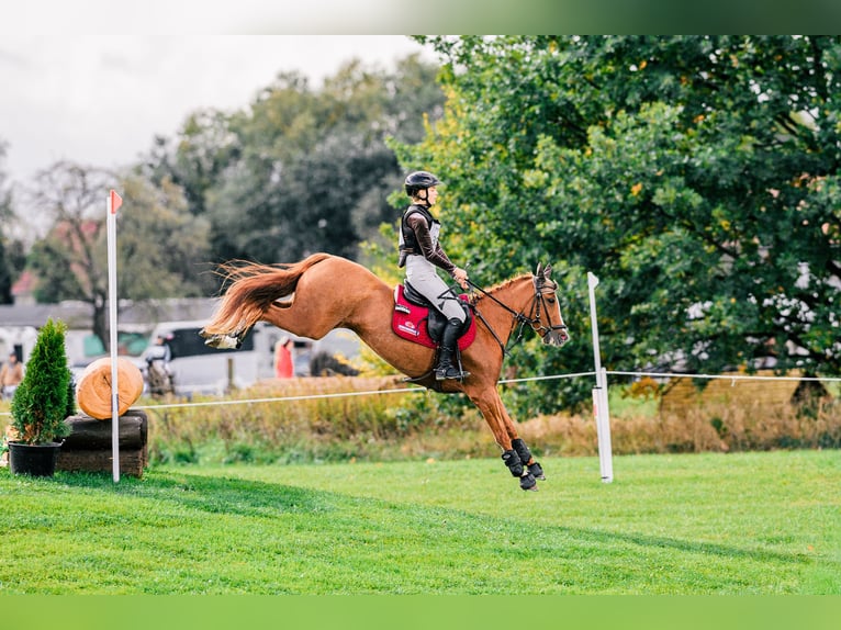 Pony tedesco Giumenta 5 Anni 147 cm Sauro in Wüllersleben