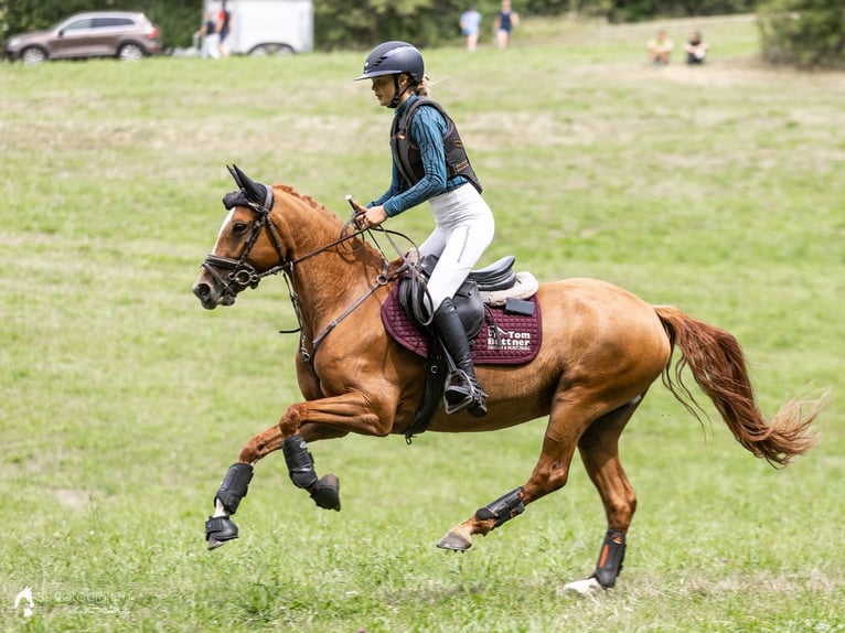 Pony tedesco Giumenta 5 Anni 147 cm Sauro in Wüllersleben
