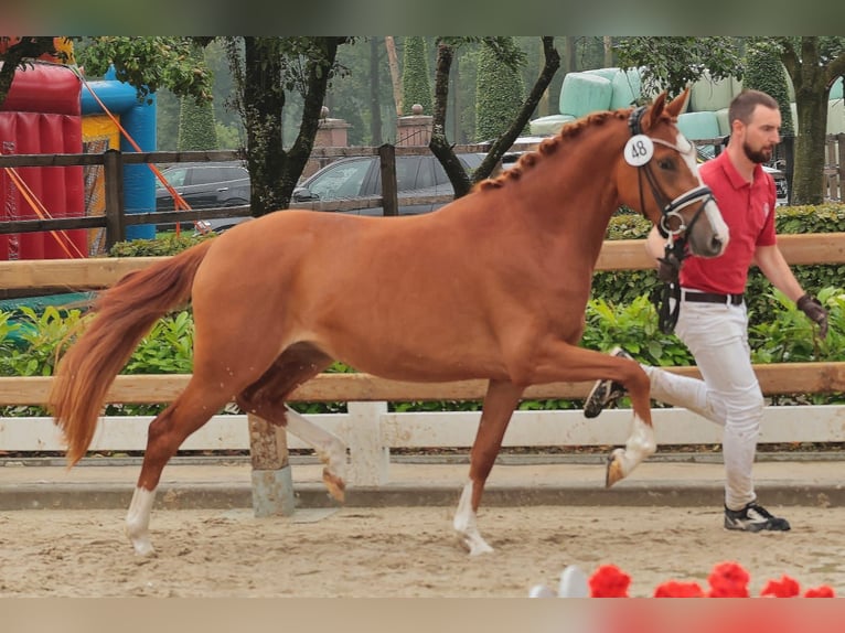 Pony tedesco Giumenta 5 Anni 147 cm Sauro in Spelle