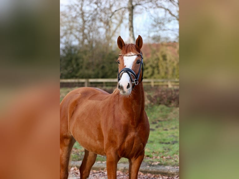 Pony tedesco Giumenta 5 Anni 147 cm Sauro in Spelle