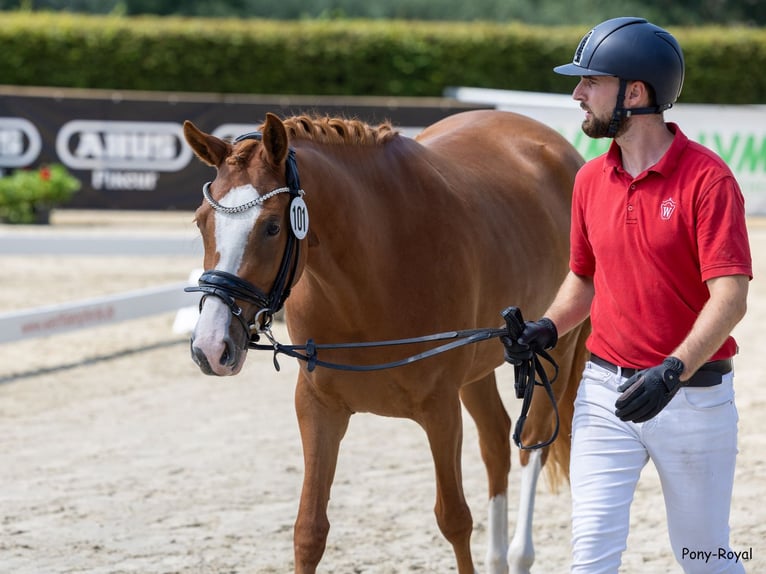 Pony tedesco Giumenta 5 Anni 147 cm Sauro in Spelle