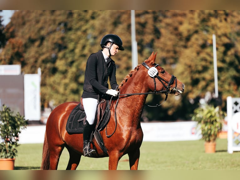 Pony tedesco Giumenta 5 Anni 147 cm Sauro in Dahme