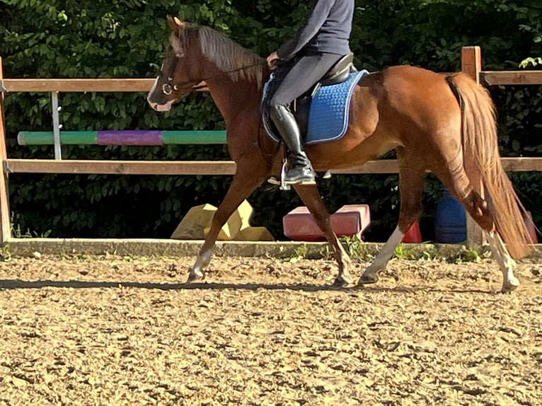 Pony tedesco Giumenta 5 Anni 147 cm Sauro in Ursensollen