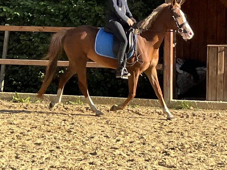 Pony tedesco Giumenta 5 Anni 147 cm Sauro in Ursensollen