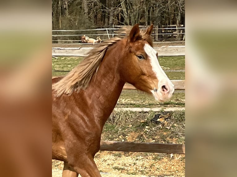 Pony tedesco Giumenta 5 Anni 147 cm Sauro in Ursensollen