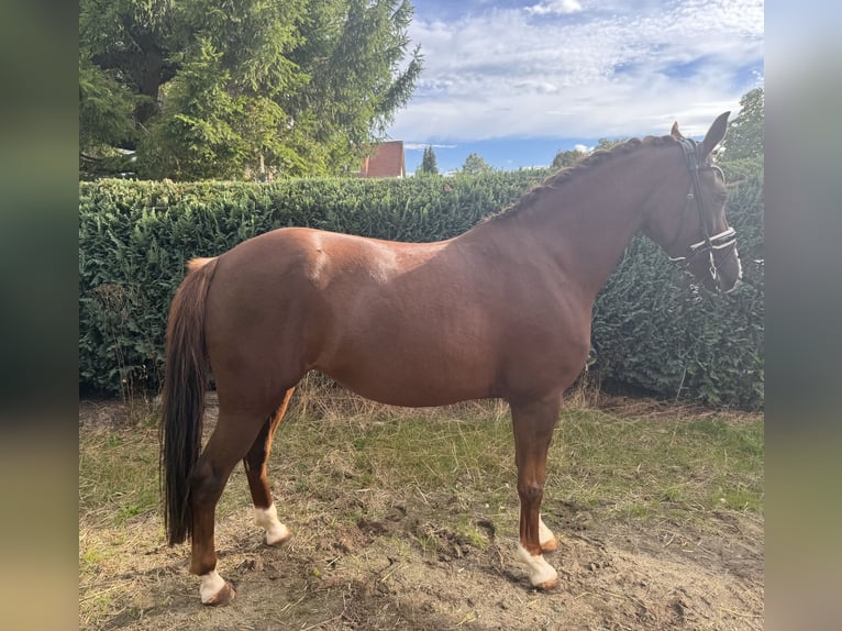 Pony tedesco Giumenta 5 Anni 147 cm Sauro scuro in Kassel