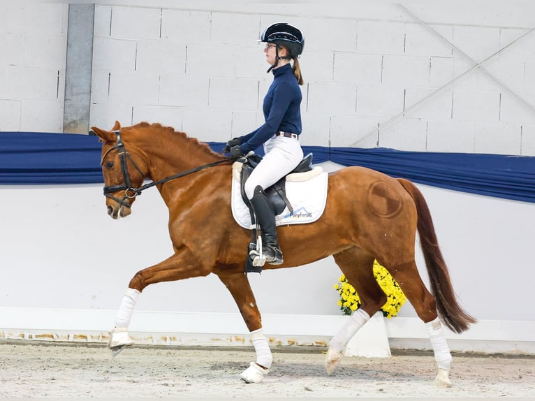 Pony tedesco Giumenta 5 Anni 147 cm Sauro scuro in Marsberg