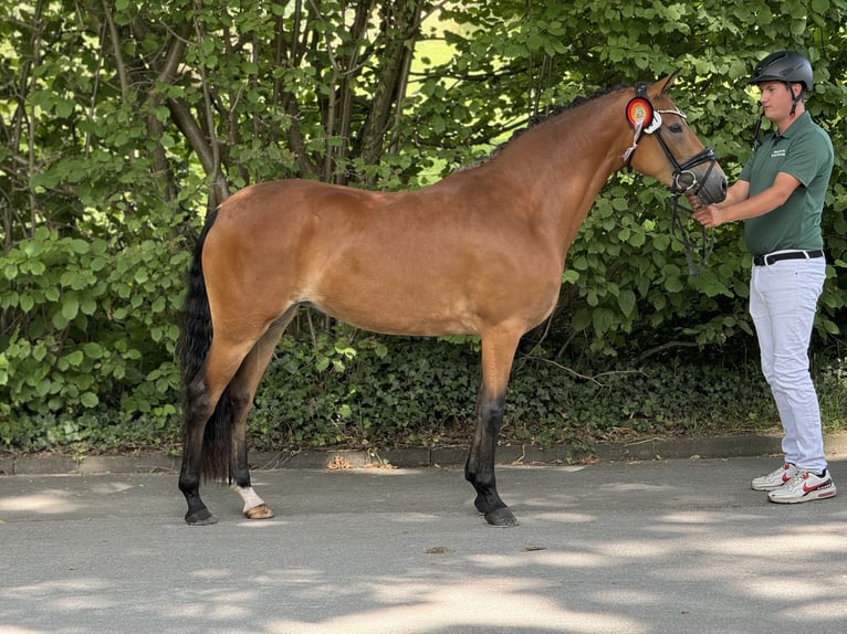 Pony tedesco Giumenta 5 Anni 148 cm Baio in Jüchen