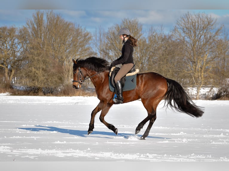 Pony tedesco Giumenta 5 Anni 148 cm Baio in Stakendorf
