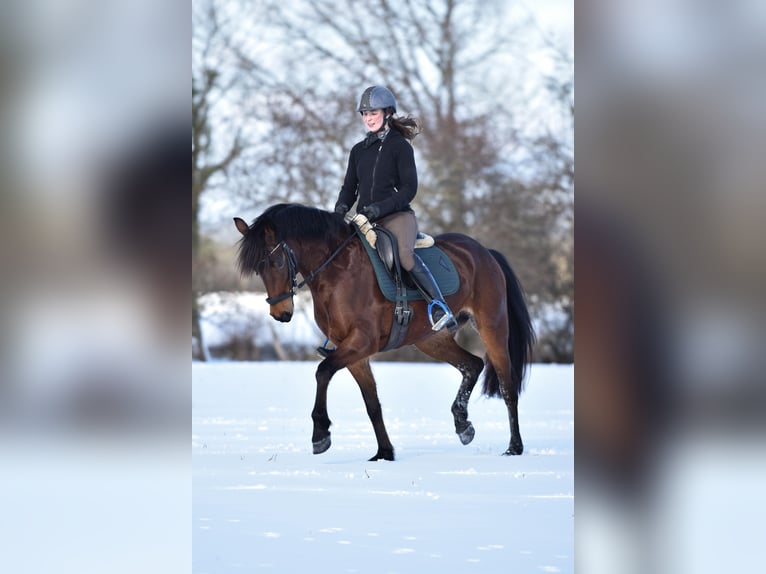 Pony tedesco Giumenta 5 Anni 148 cm Baio in Stakendorf