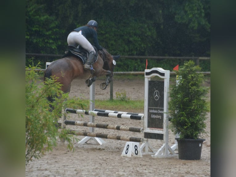 Pony tedesco Giumenta 5 Anni 148 cm Baio in Stakendorf