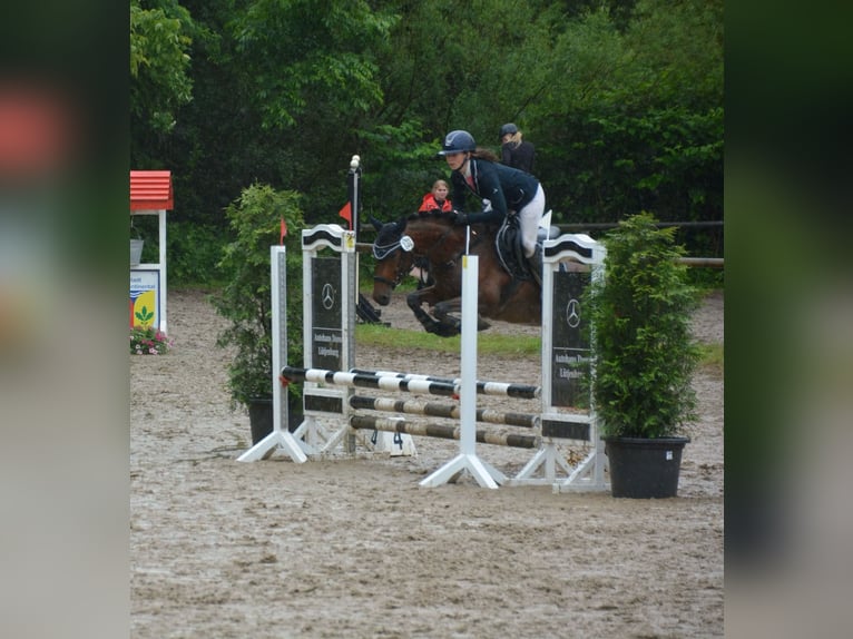 Pony tedesco Giumenta 5 Anni 148 cm Baio in Stakendorf