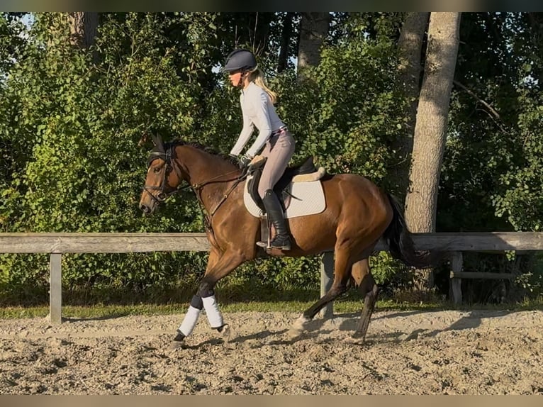 Pony tedesco Giumenta 5 Anni 148 cm Baio in Süderlügum