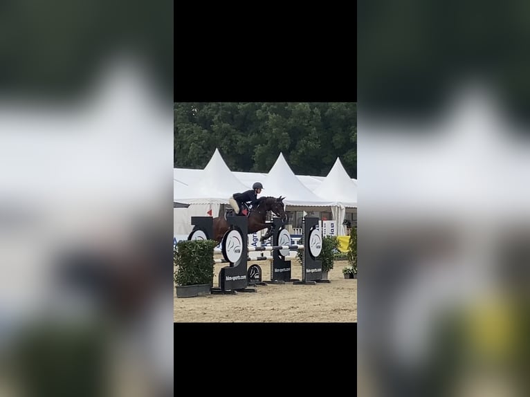 Pony tedesco Giumenta 5 Anni 148 cm Baio in Ostercappeln