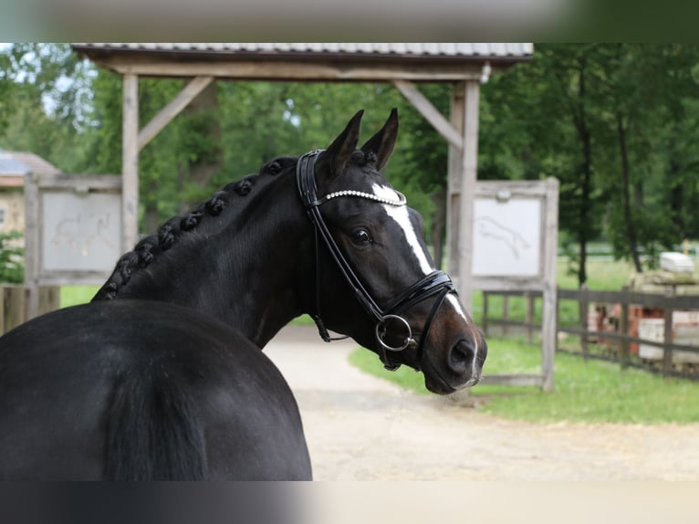 Pony tedesco Giumenta 5 Anni 148 cm Baio scuro in Recke, bei Osnabrück