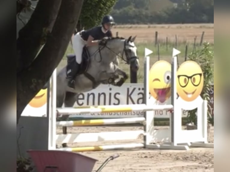 Pony tedesco Giumenta 5 Anni 148 cm Grigio in Plettenberg