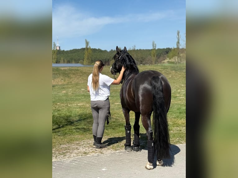 Pony tedesco Giumenta 5 Anni 148 cm Morello in Ph&#xF6;ben