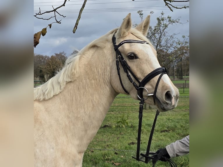 Pony tedesco Giumenta 5 Anni 148 cm Palomino in Wachtendonk