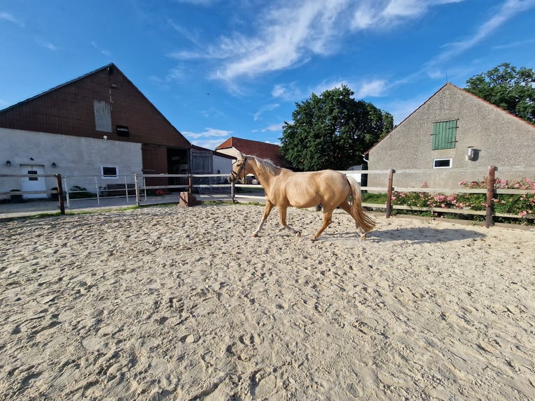 Pony tedesco Giumenta 5 Anni 148 cm Palomino in Eldingen
