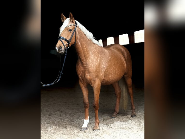 Pony tedesco Giumenta 5 Anni 148 cm Palomino in Kietz