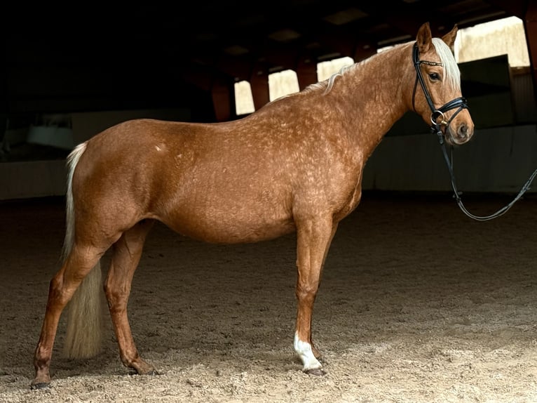 Pony tedesco Giumenta 5 Anni 148 cm Palomino in Kietz