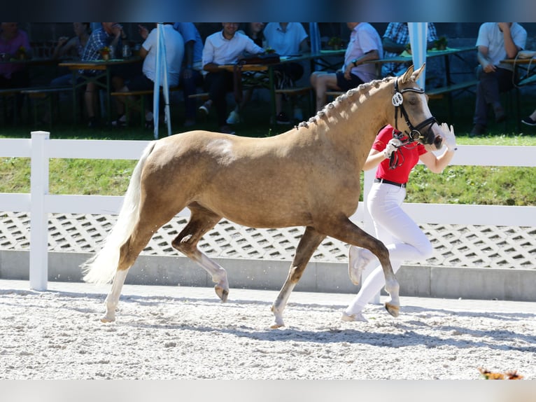 Pony tedesco Giumenta 5 Anni 148 cm Palomino in Ilmenau