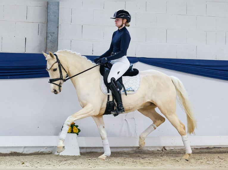 Pony tedesco Giumenta 5 Anni 148 cm Palomino in Marsberg