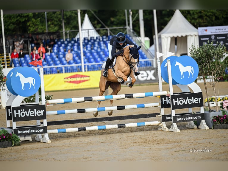 Pony tedesco Giumenta 5 Anni 148 cm Palomino in Wahrenholz