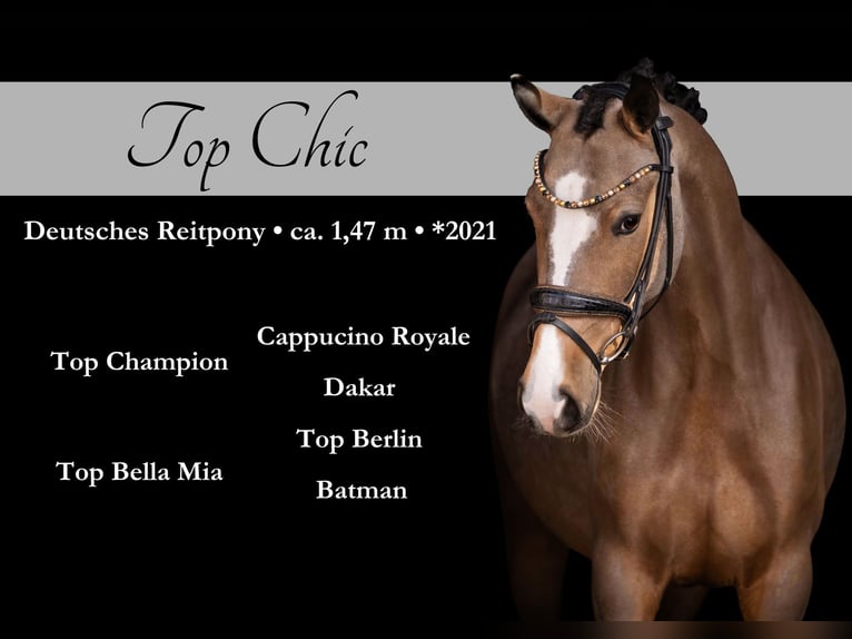 Pony tedesco Giumenta 5 Anni 148 cm Pelle di daino in Wehringen