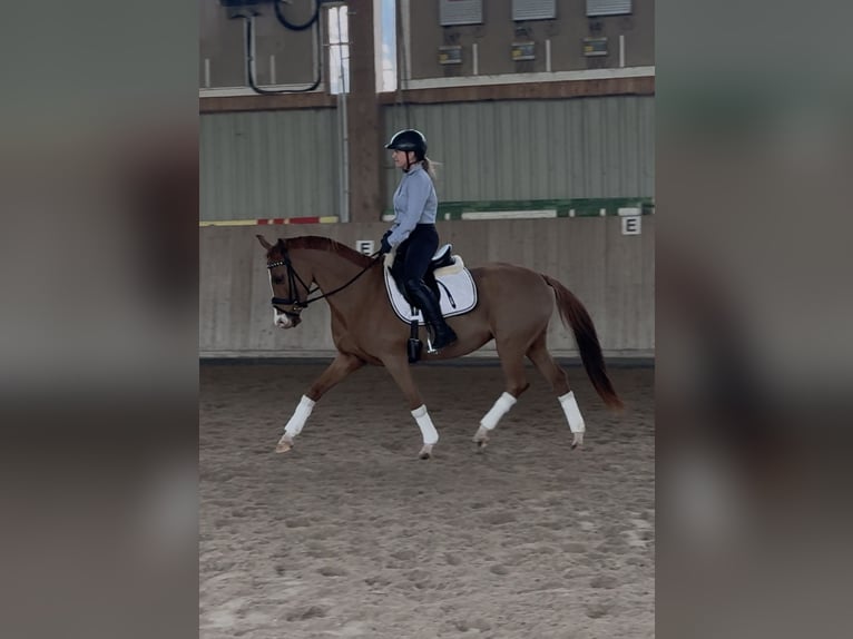 Pony tedesco Giumenta 5 Anni 148 cm Sauro in Langenselbold