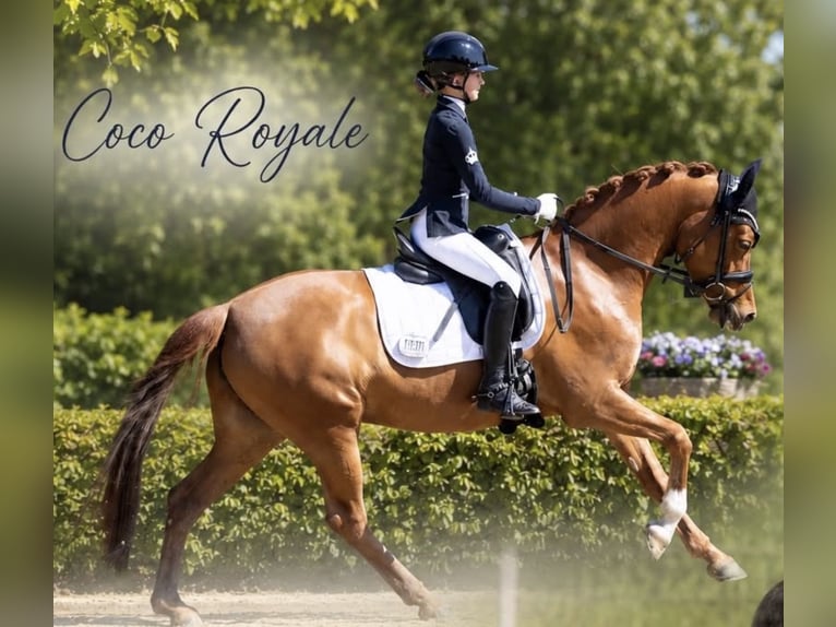 Pony tedesco Giumenta 5 Anni 148 cm Sauro in AschebergAscheberg