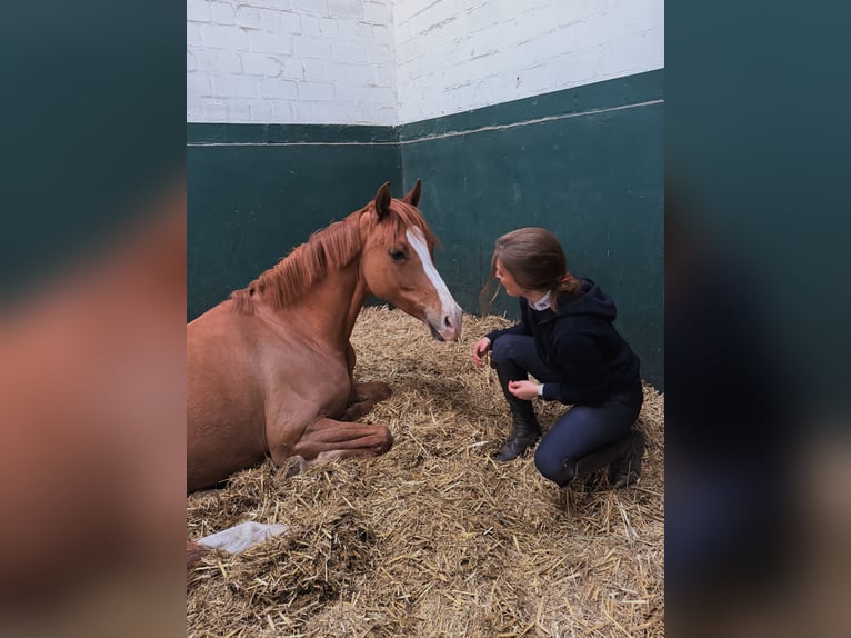 Pony tedesco Giumenta 5 Anni 148 cm Sauro in Hamburg Iserbrook