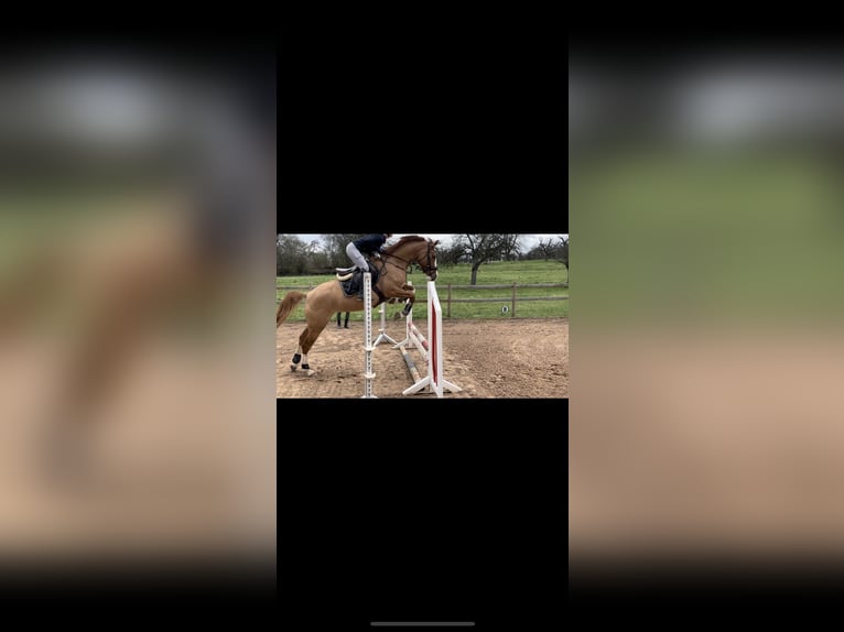 Pony tedesco Giumenta 5 Anni 148 cm Sauro in LimeshainLimeshain