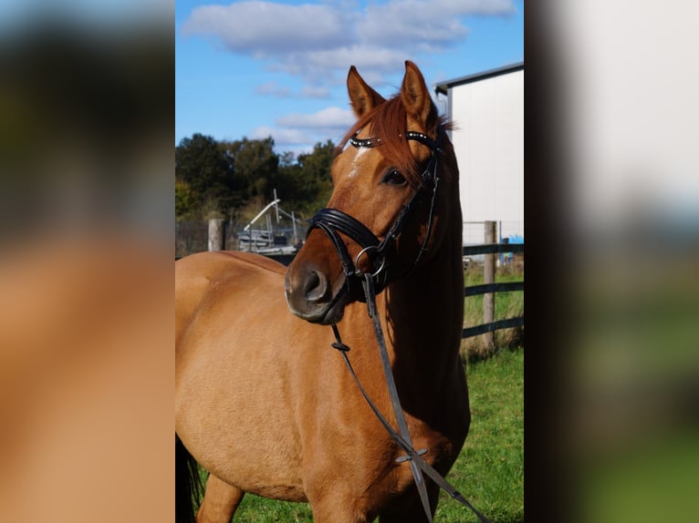 Pony tedesco Giumenta 5 Anni 148 cm Sauro in Lastrup