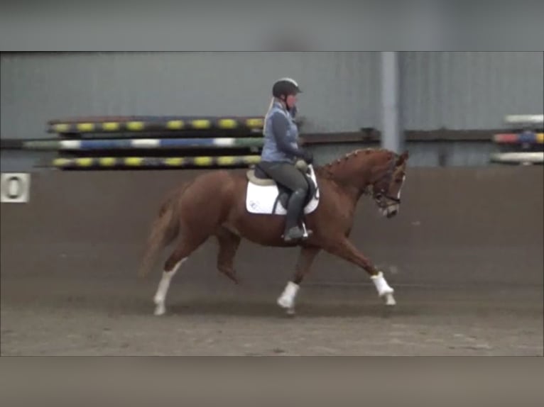 Pony tedesco Giumenta 5 Anni 148 cm Sauro in Süderlügum