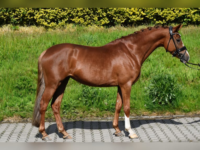 Pony tedesco Giumenta 5 Anni 148 cm Sauro scuro in Fürstenau