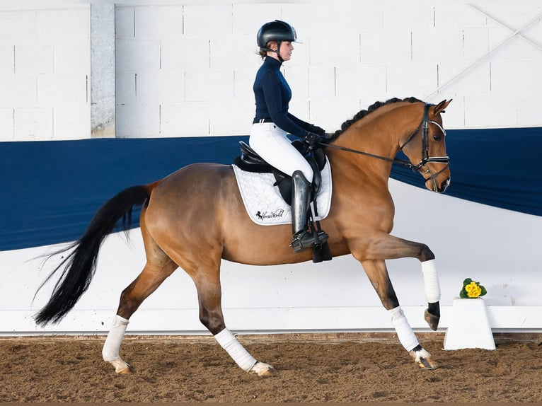 Pony tedesco Giumenta 5 Anni 150 cm Baio in Marsberg