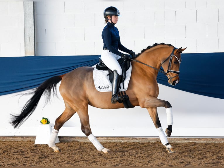 Pony tedesco Giumenta 5 Anni 150 cm Baio in Marsberg