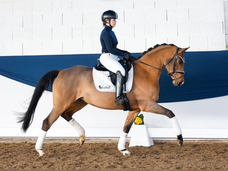 Pony tedesco Giumenta 5 Anni 150 cm Baio in Marsberg