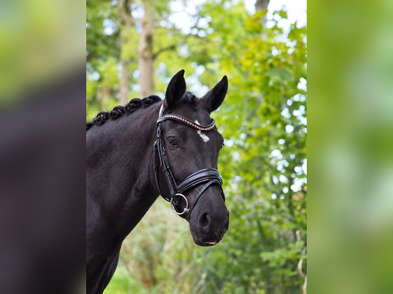 Pony tedesco Giumenta 5 Anni 150 cm Morello in Wangerland