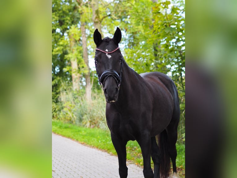 Pony tedesco Giumenta 5 Anni 150 cm Morello in Wangerland