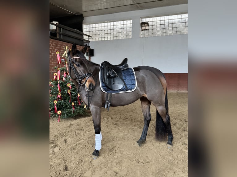 Pony tedesco Giumenta 5 Anni 152 cm Baio in Moisburg